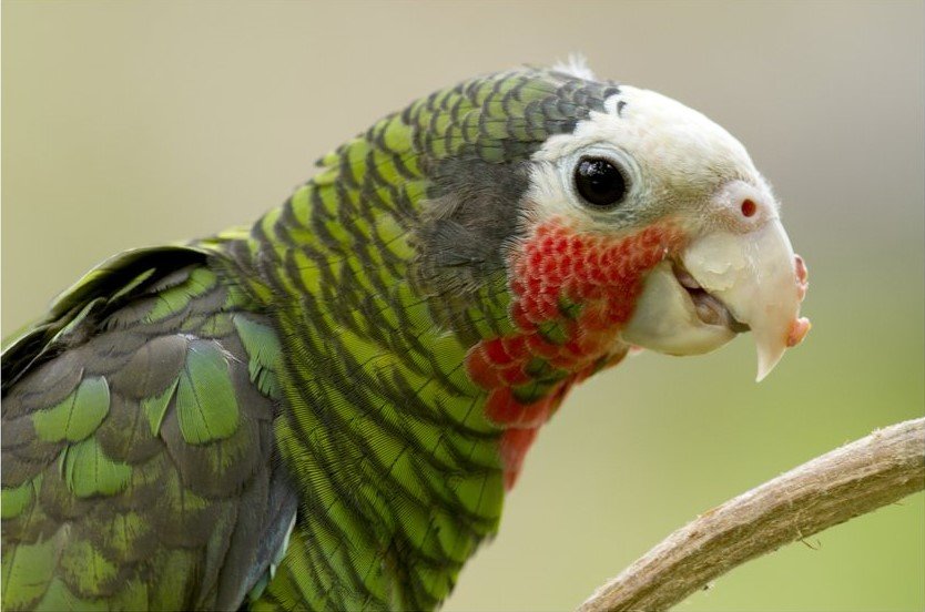 cuban-parrot.jpg