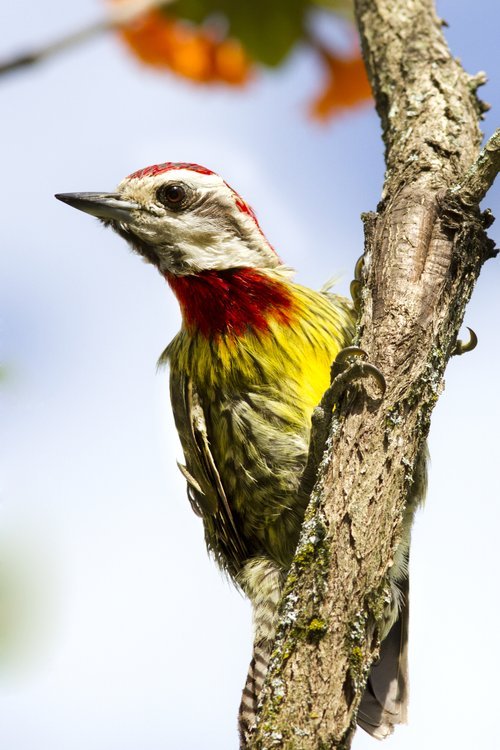 cuban-green-woodpecker.jpg