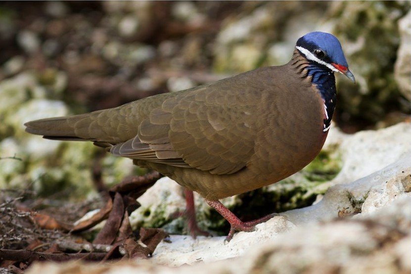 blue-headed-quail-dove.jpg