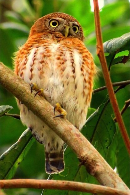 cuban-pygmy-owl.jpg