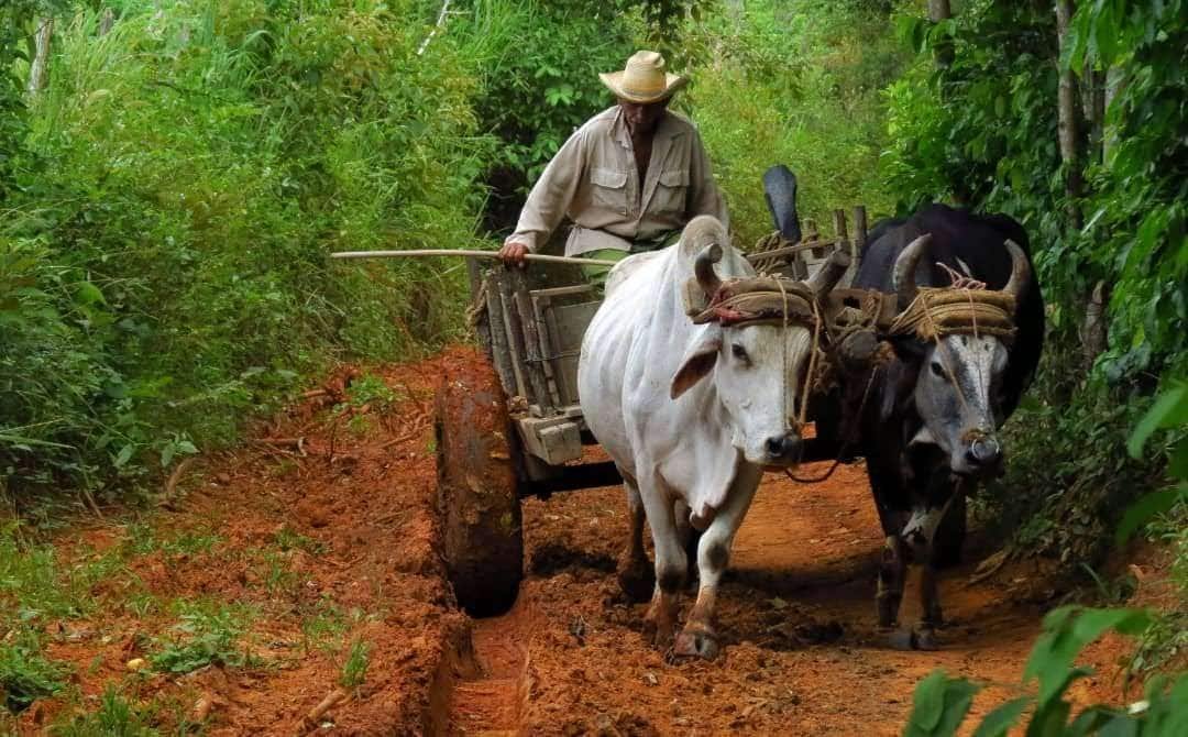 farmer-oxen-cart.jpg