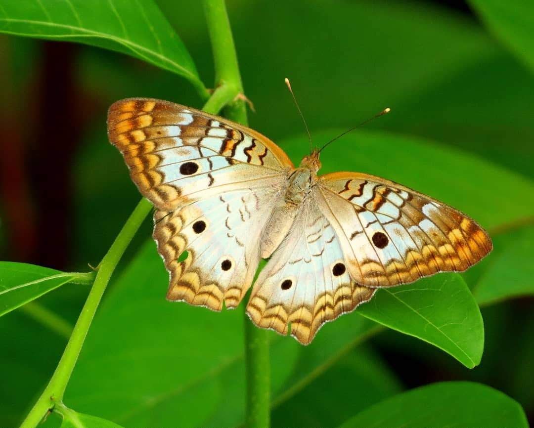 vibrant_butterfly_on_leaf.jpg