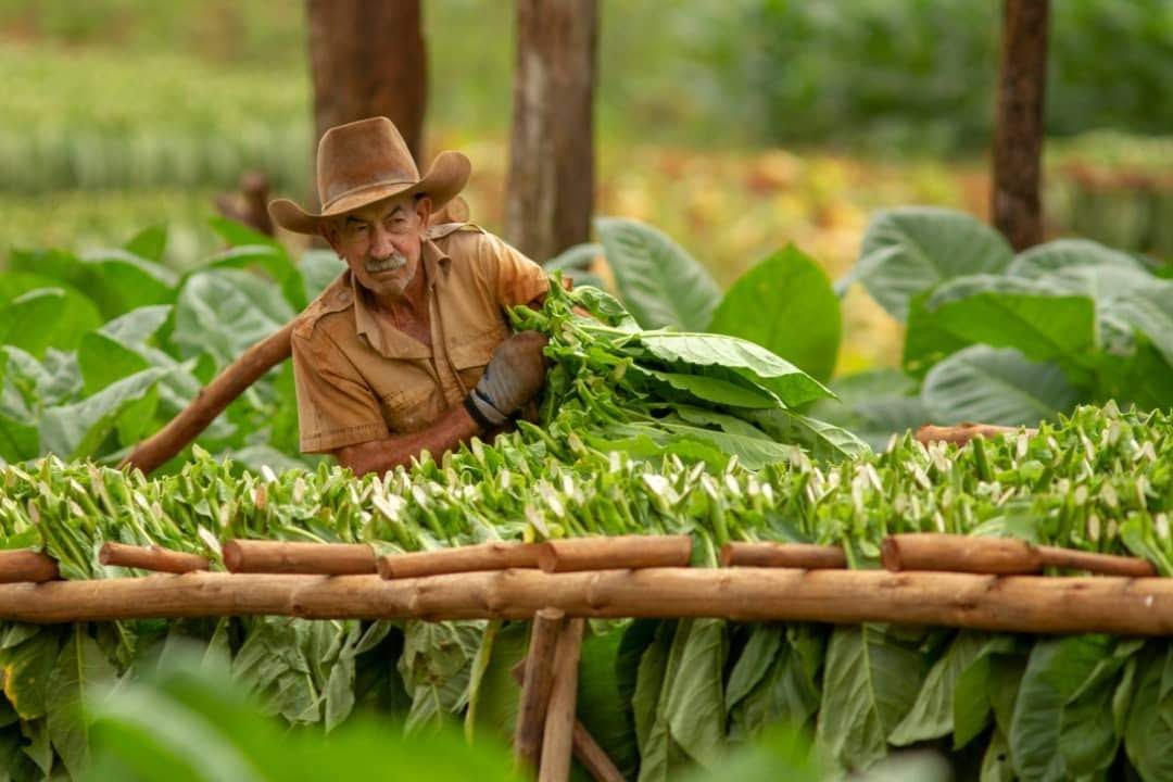 tobacco-farmer.jpg