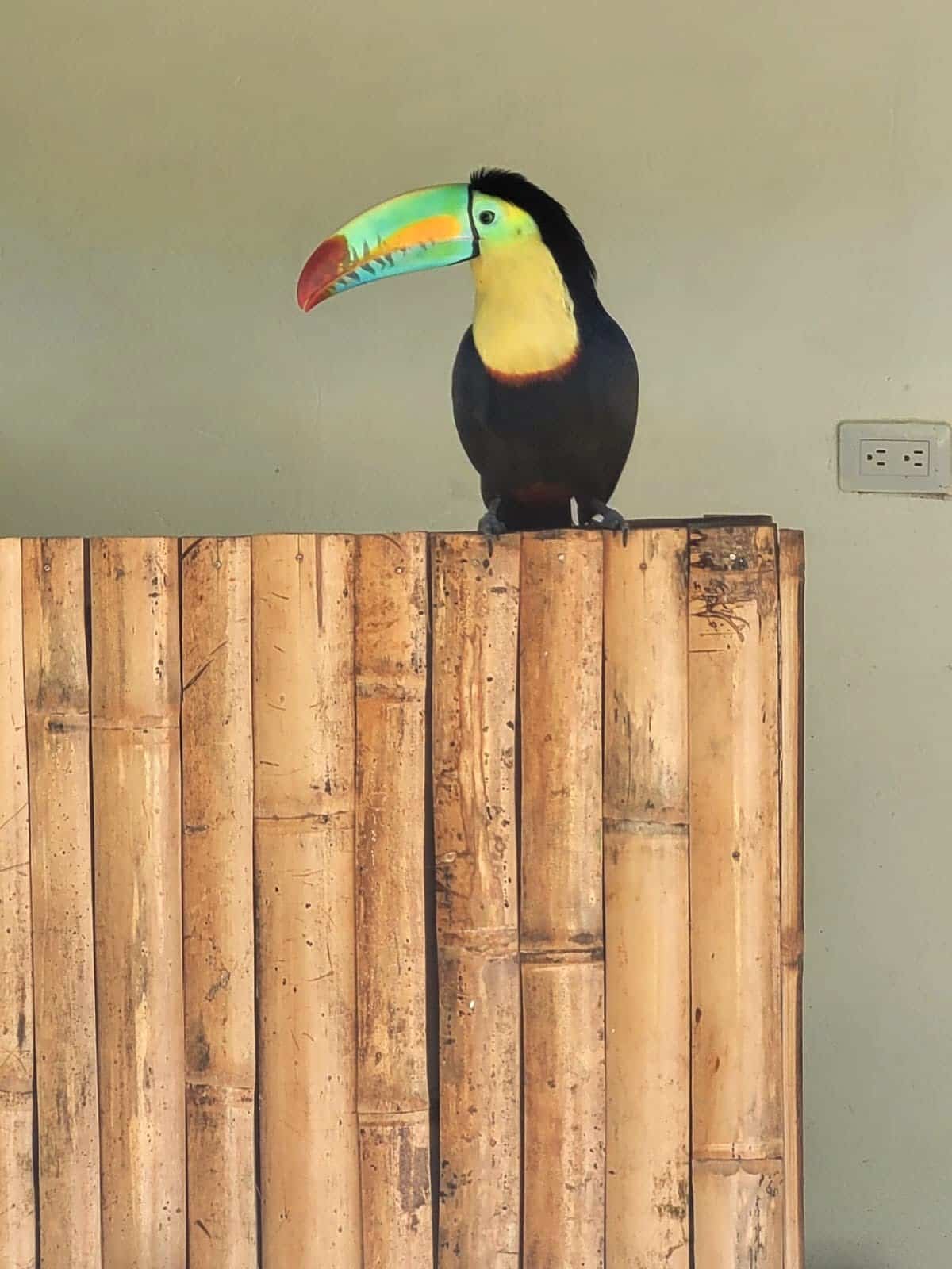 toucan-on-bamboo-barrier.jpg