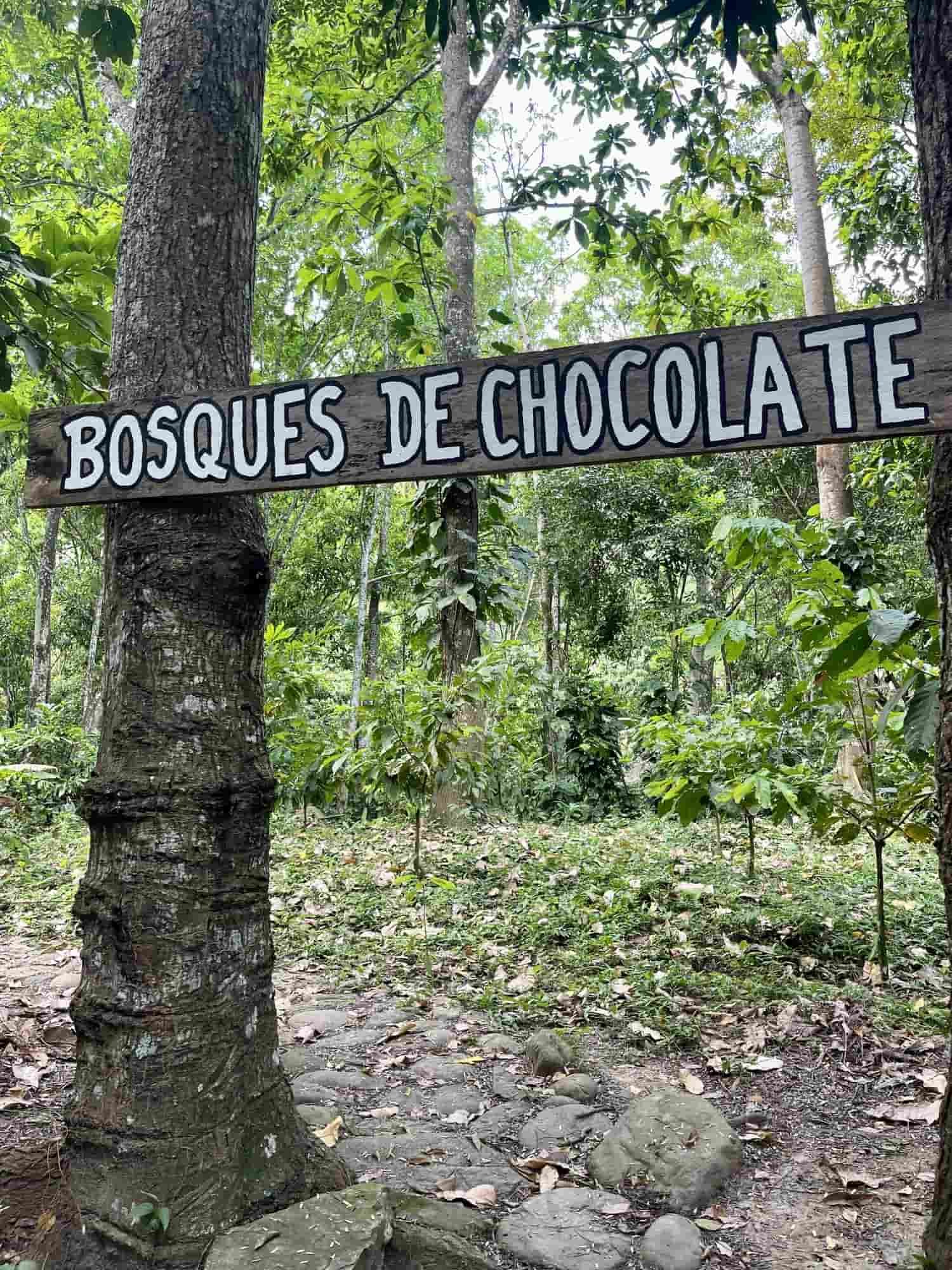 bosques-de-chocolate-colombia.jpg