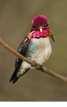 bee-hummingbird.jpg