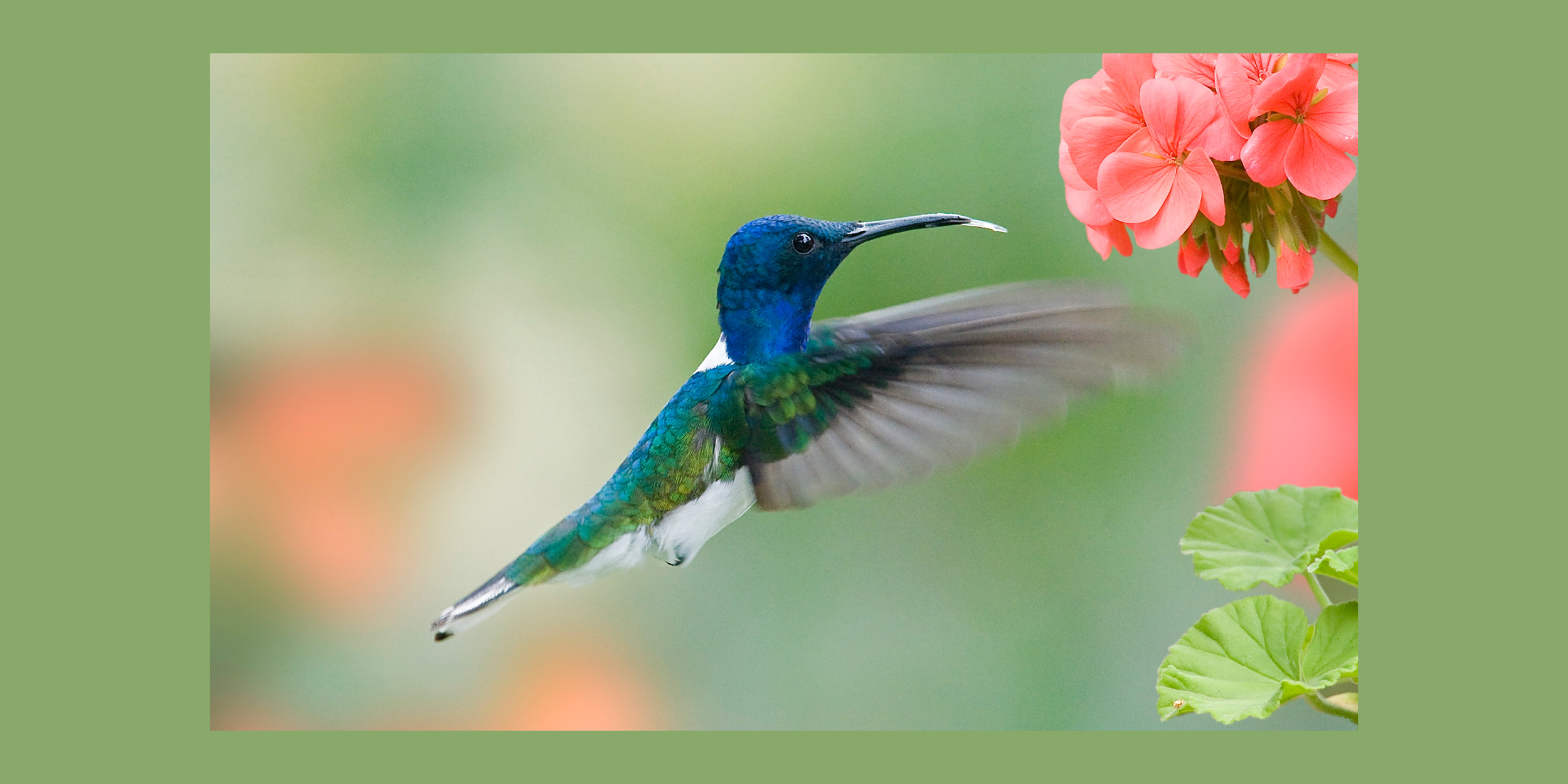 hummingbird and flower