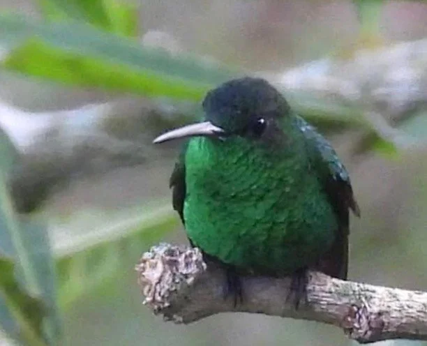 Steely-vented Hummingbird