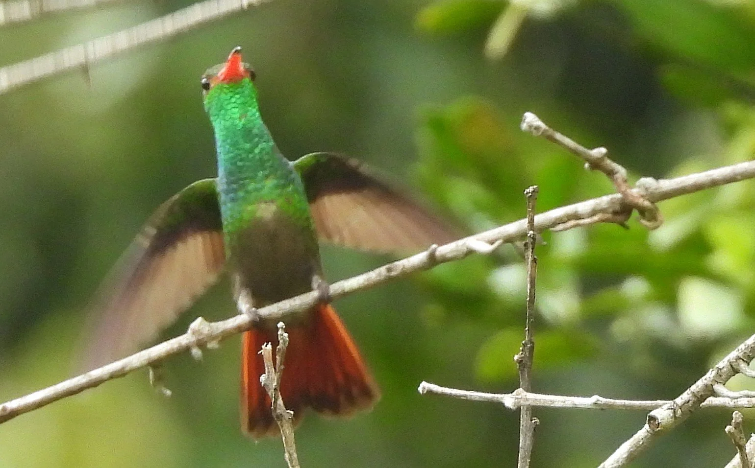 Rufous-tailed Hummingbird