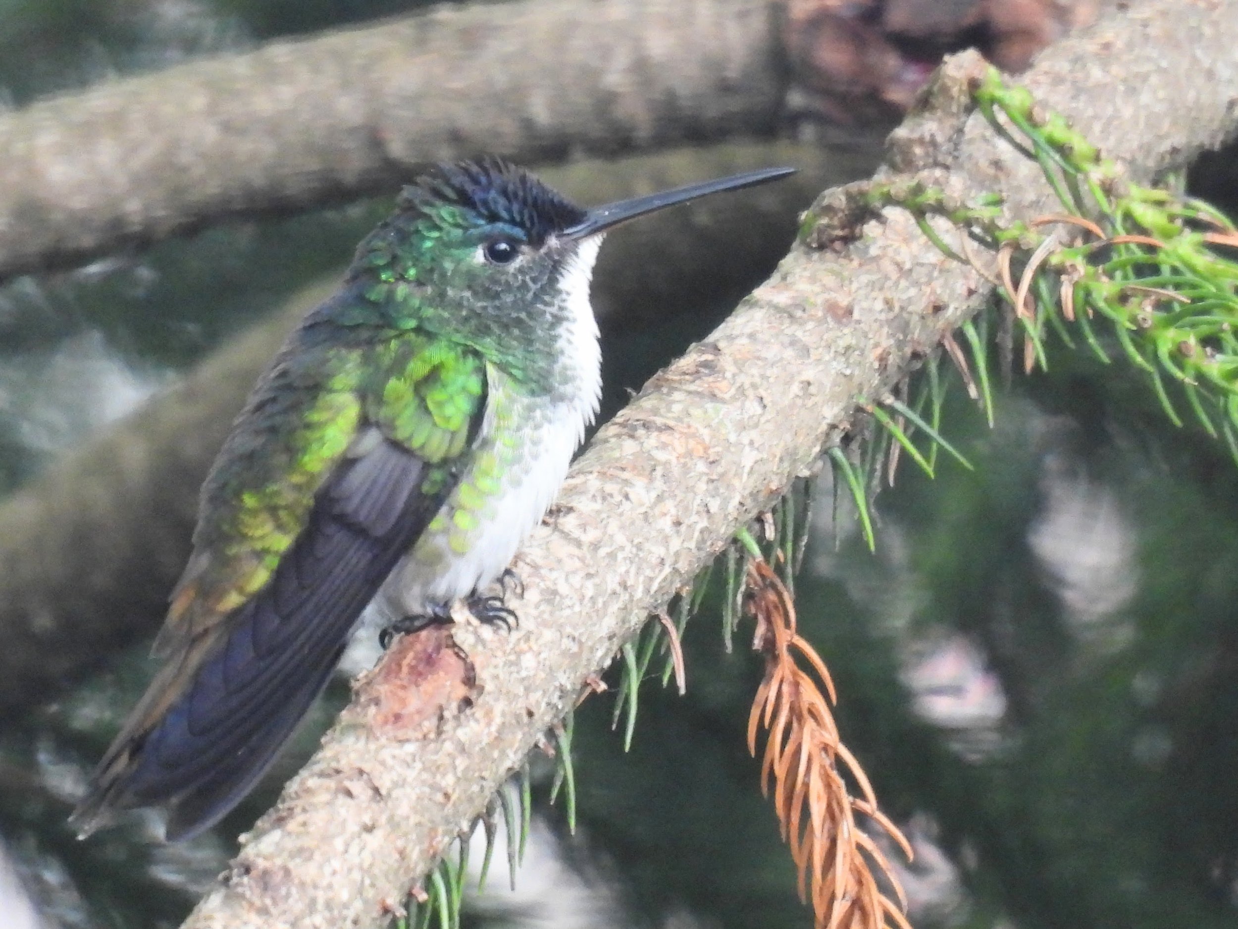 Andean Emerald Hummingbird