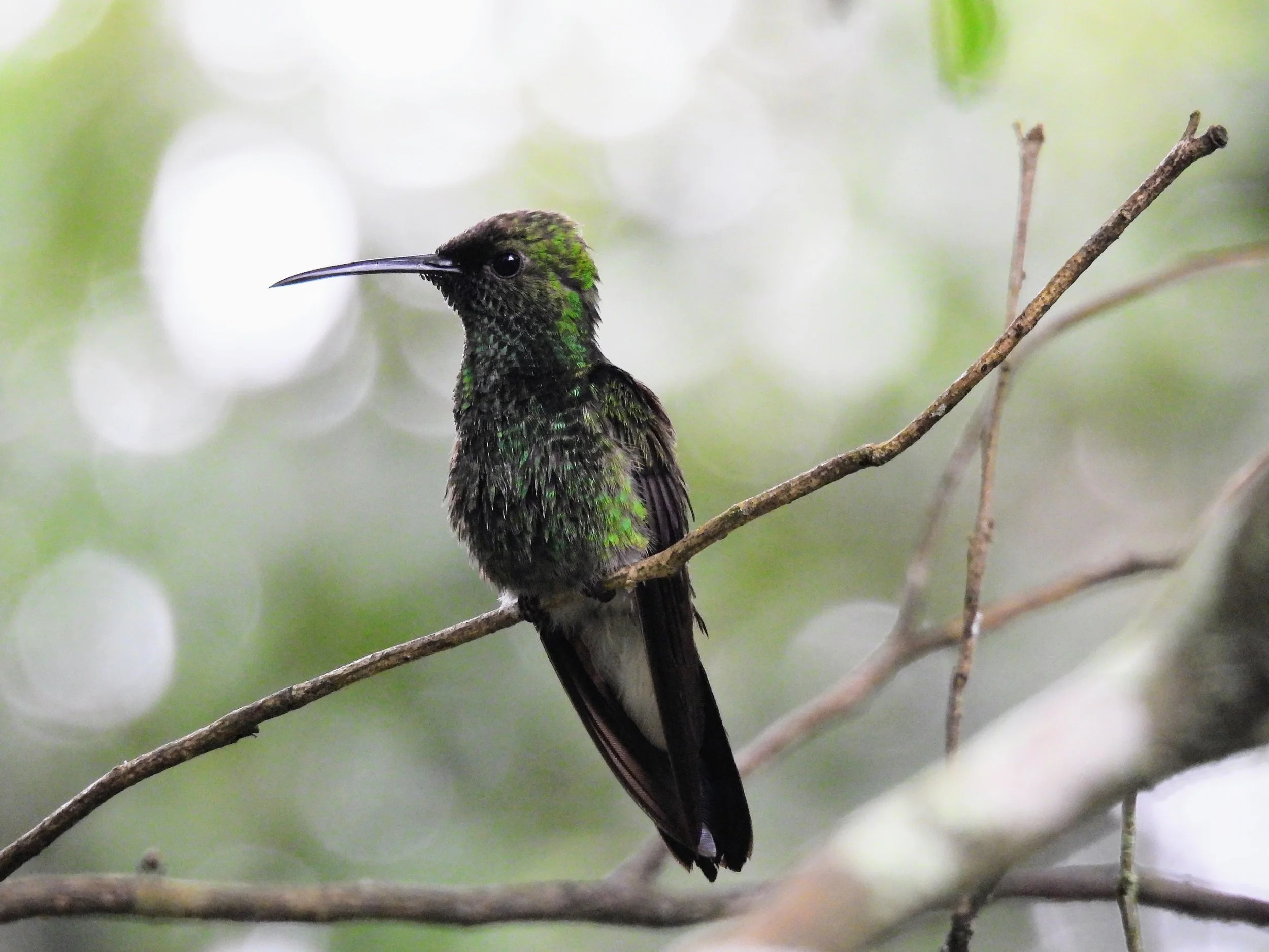 Nov. 2025.Minca, Colombia.Steely-vented Hummingbird.Desmond.JPG