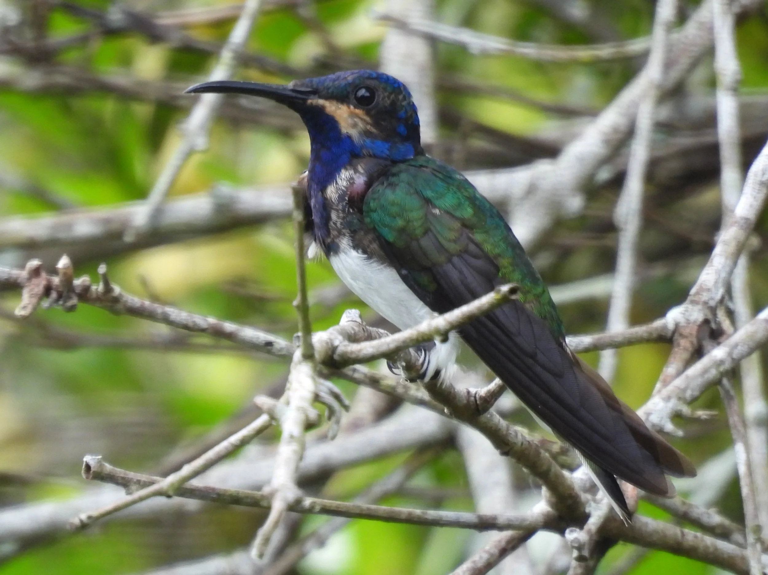Nov. 2025.Minca, Colombia.White-necked Jacobin (with pollen).Desmond.JPG