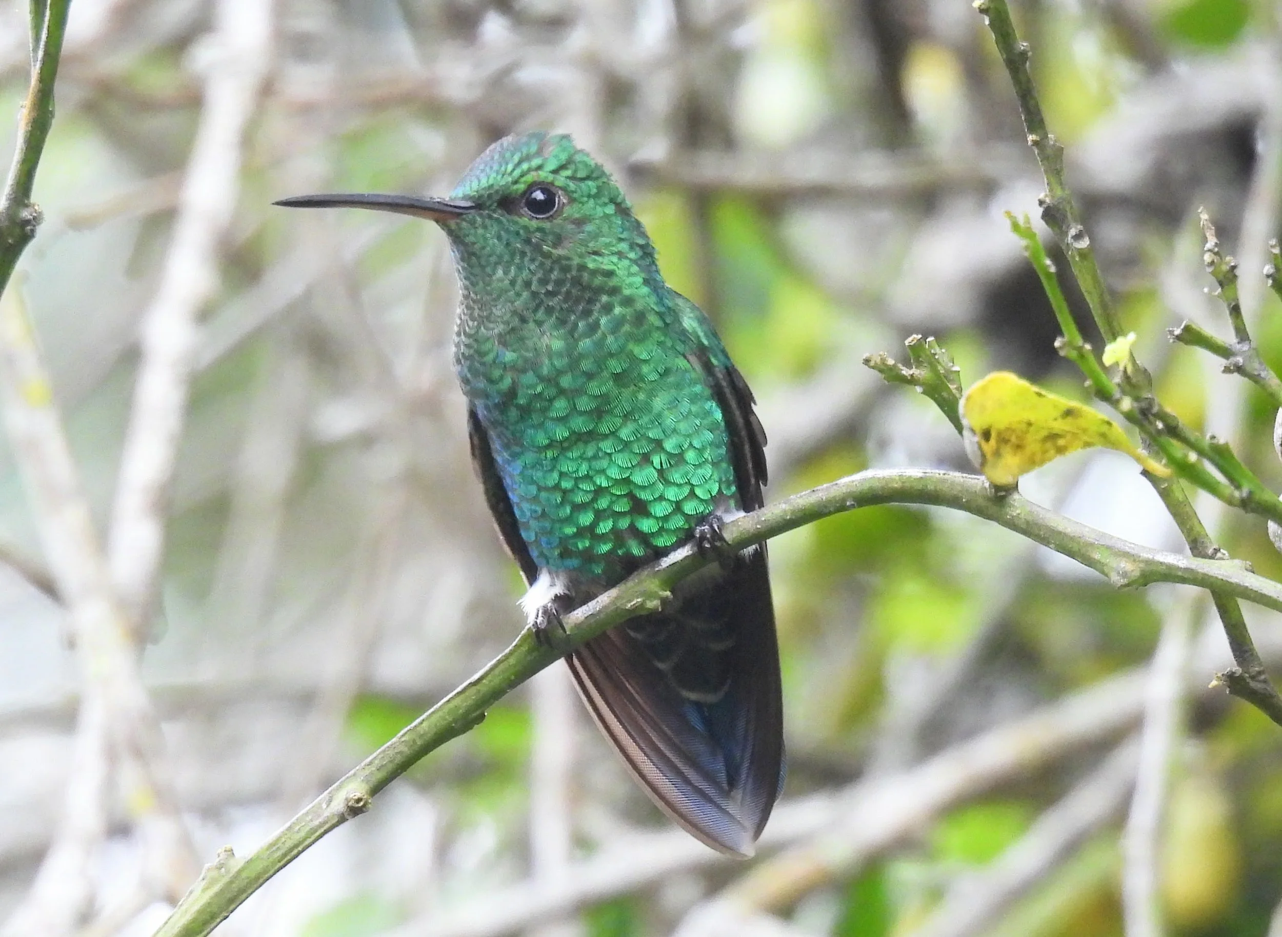 Hummingbirds in Colombia: Best places to see hummingbirds in Colombia