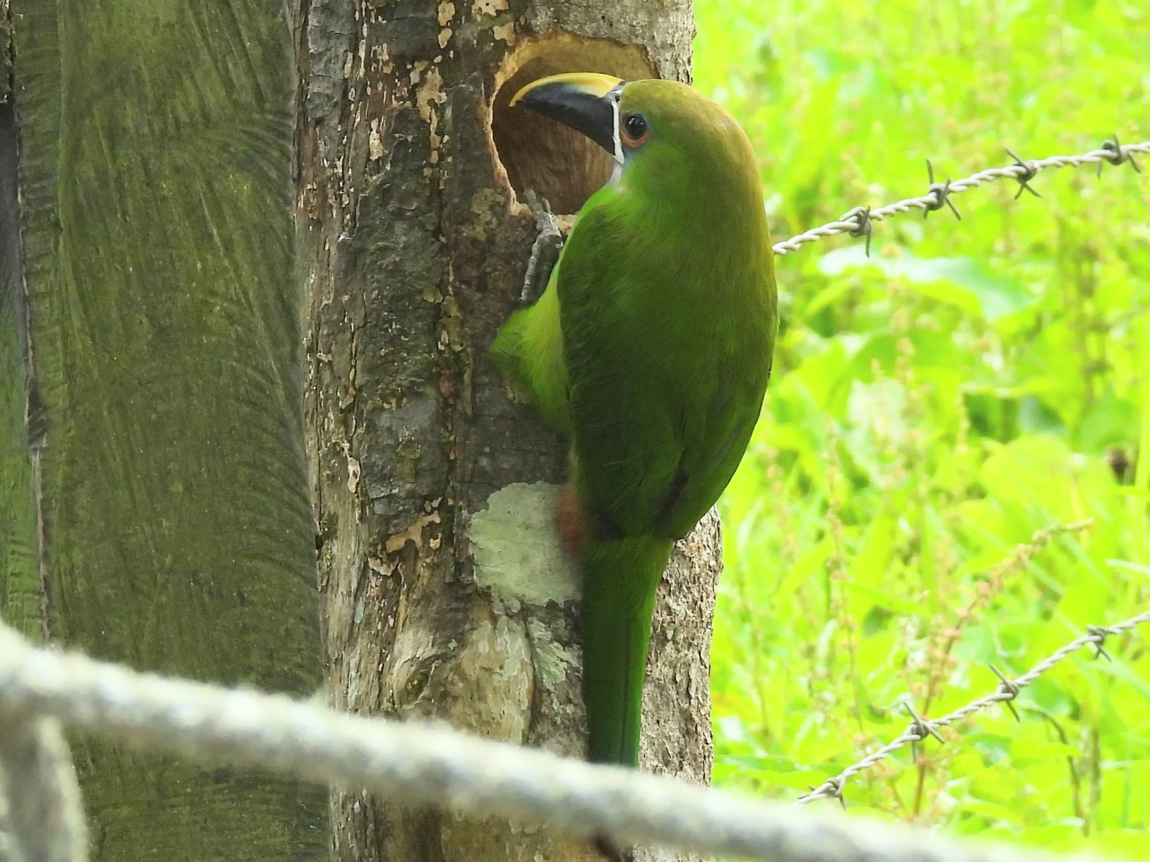 Birding in Colombia: What to Know Before You Go