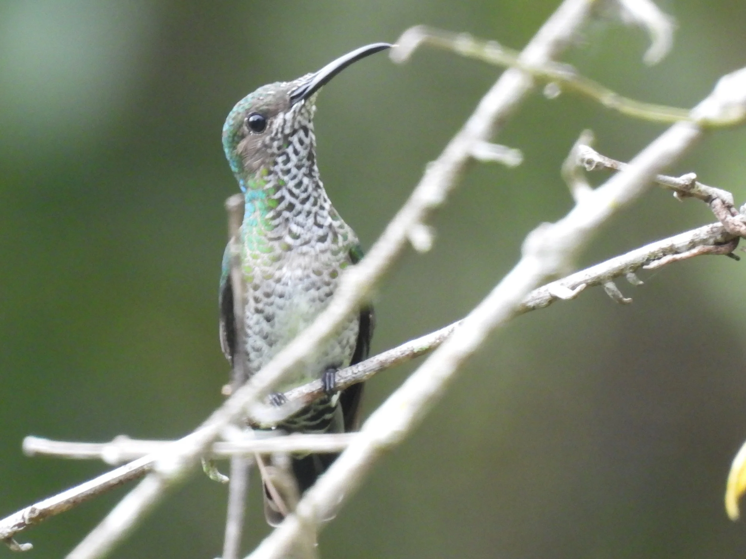 Female or juvenile White-necked Jacobin, Minca, Colombia, November, 2025.