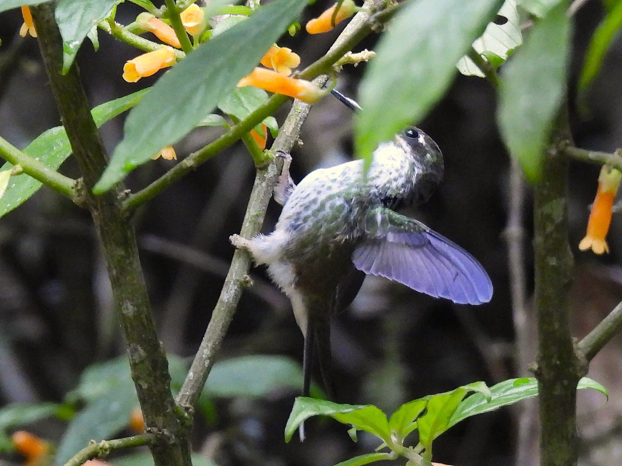 White-booted Racket-tail Hummingbird