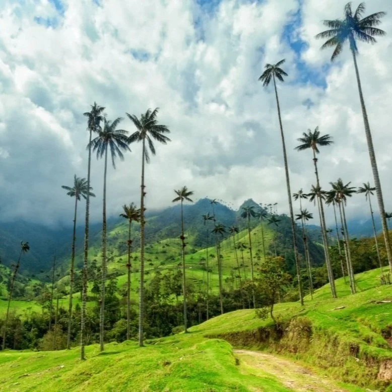 Palm trees growing on mountainsides