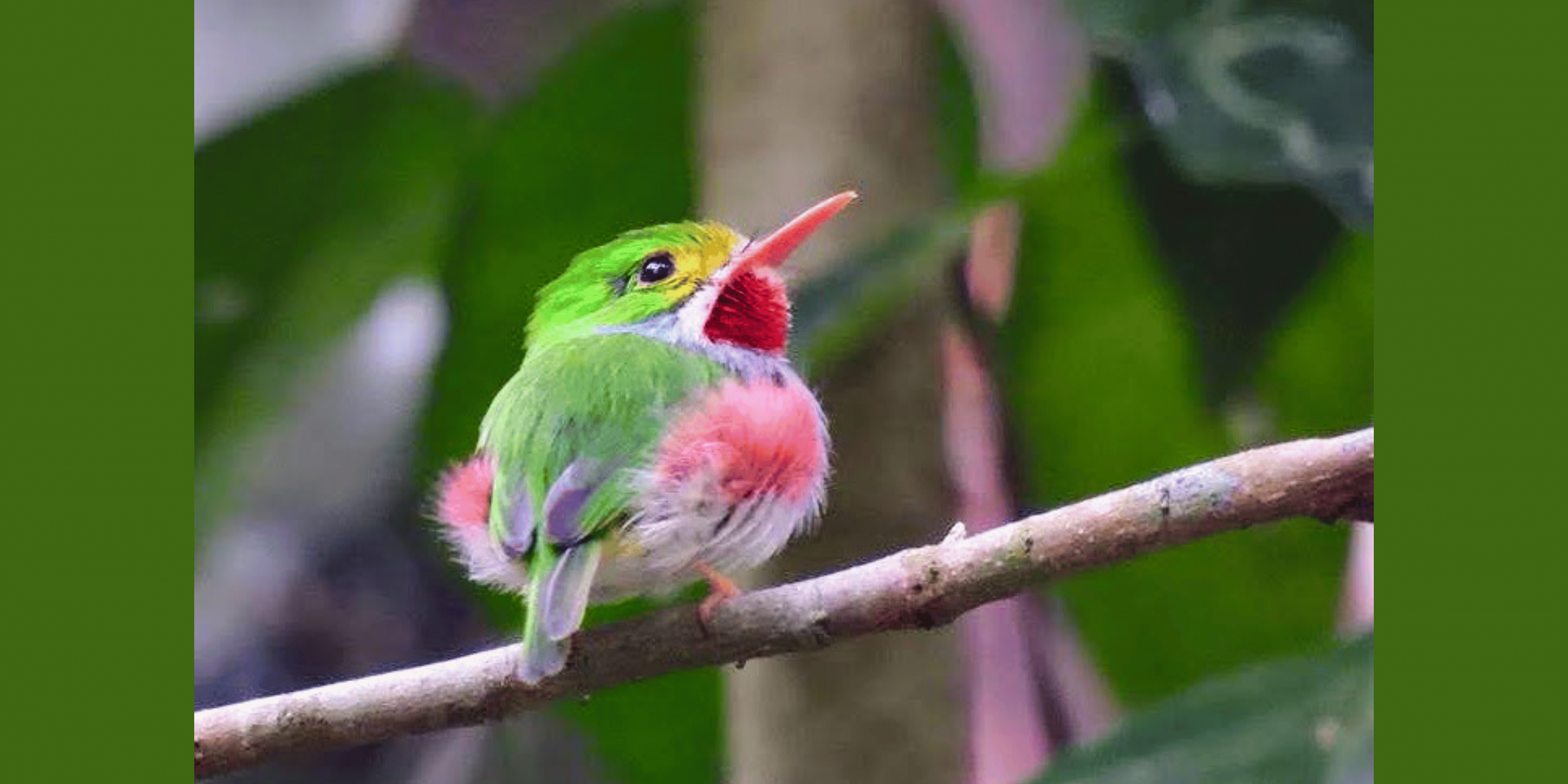 Cuban Tody bird