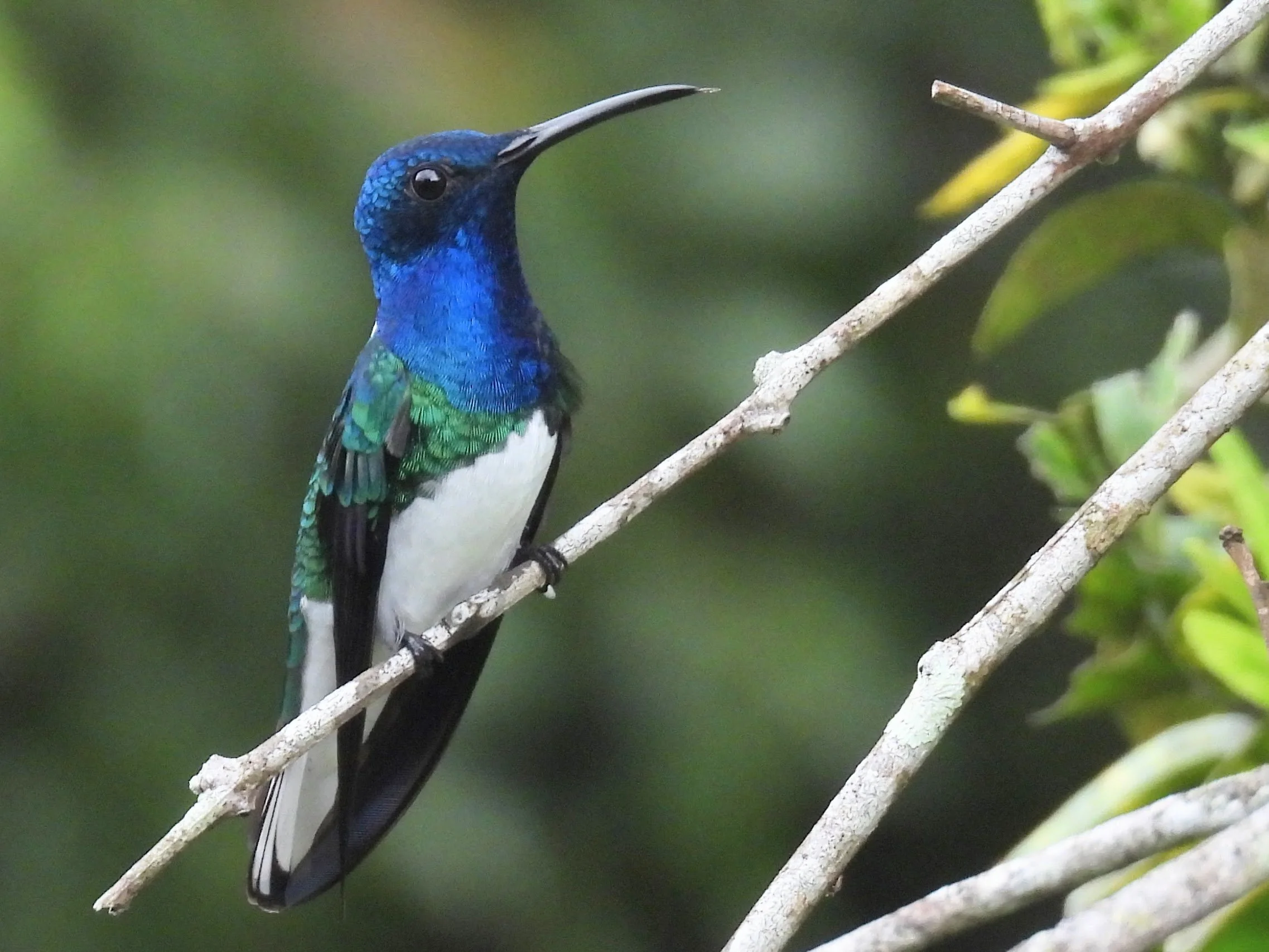White-necked Jacobin, Minca, Colombia, November, 2025.