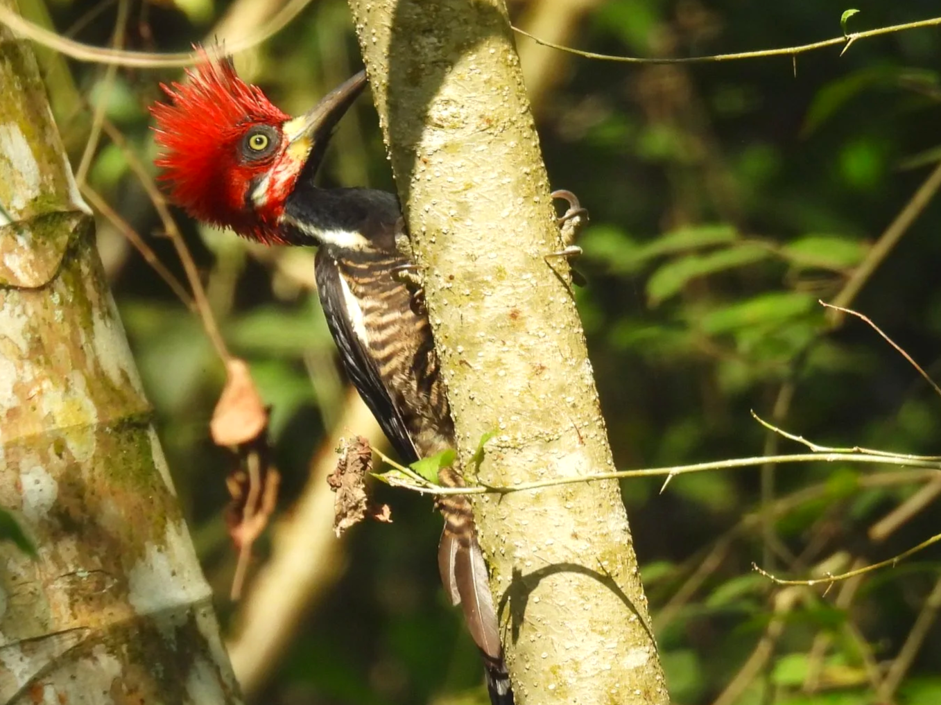 Crimson-crested Woodpecker