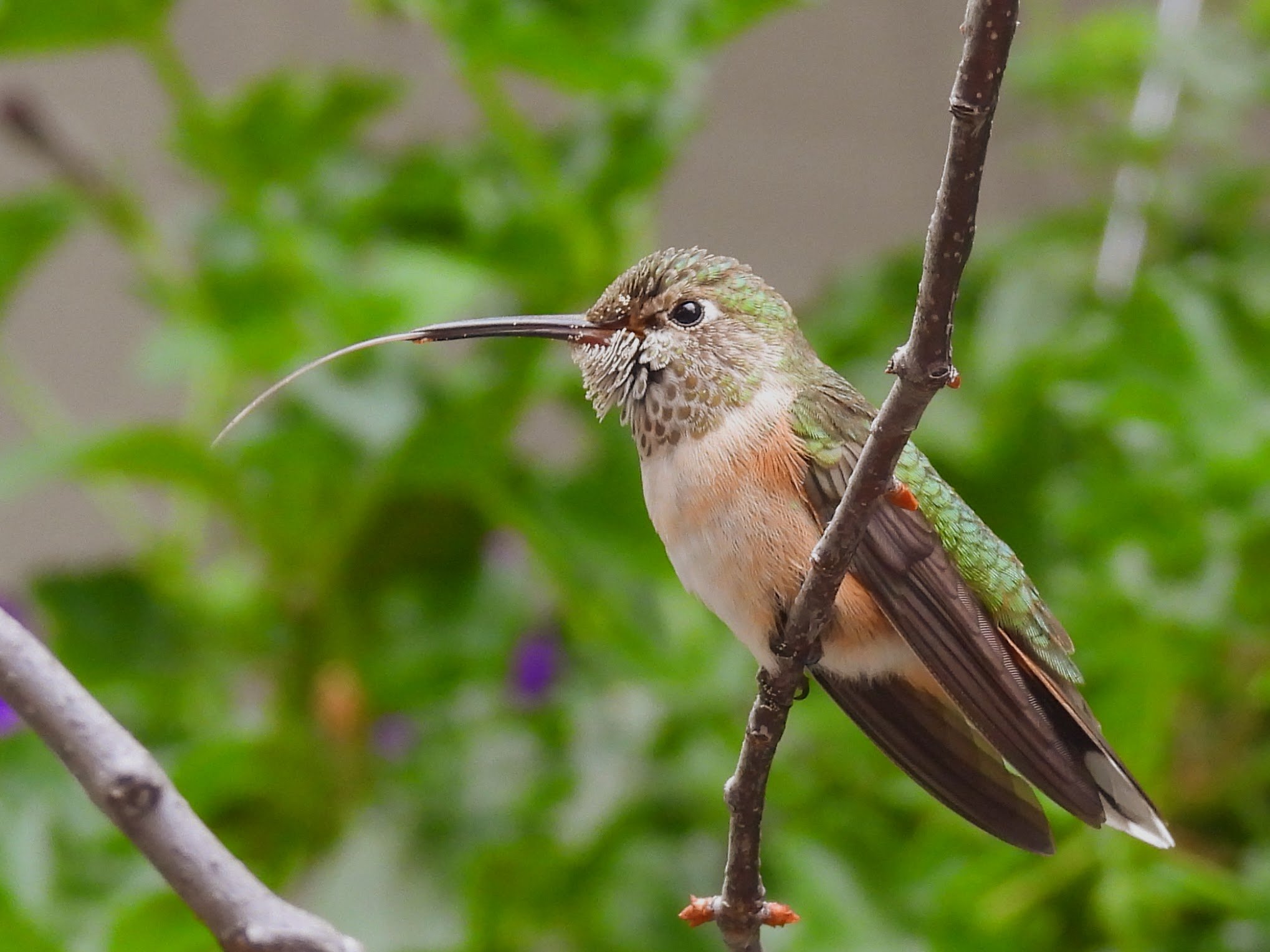 broad-tailed hummingbird with tongue out