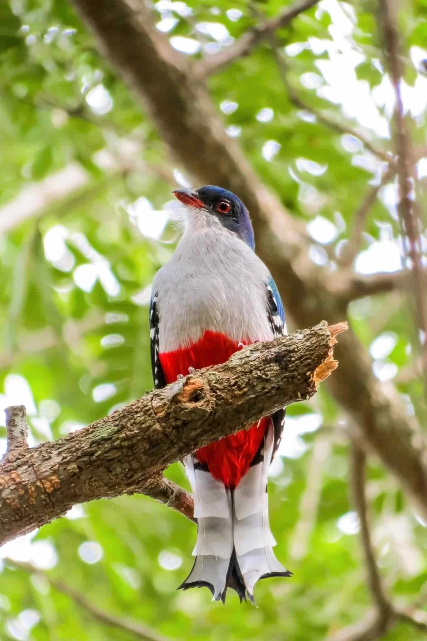 A vibrant bird with red, white, and blue plumage perched on a tree branch, with green foliage in the background.