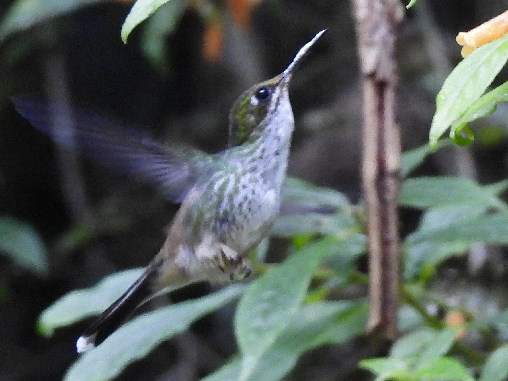 Female White-booted Racket-tail Hummingbird
