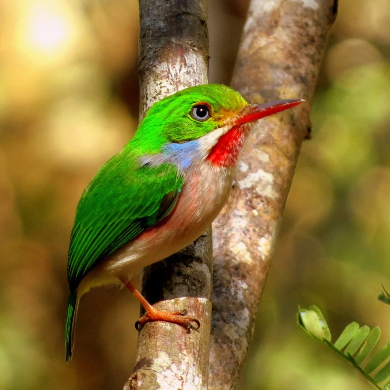 Cuban tody: green, red, and white little bird.