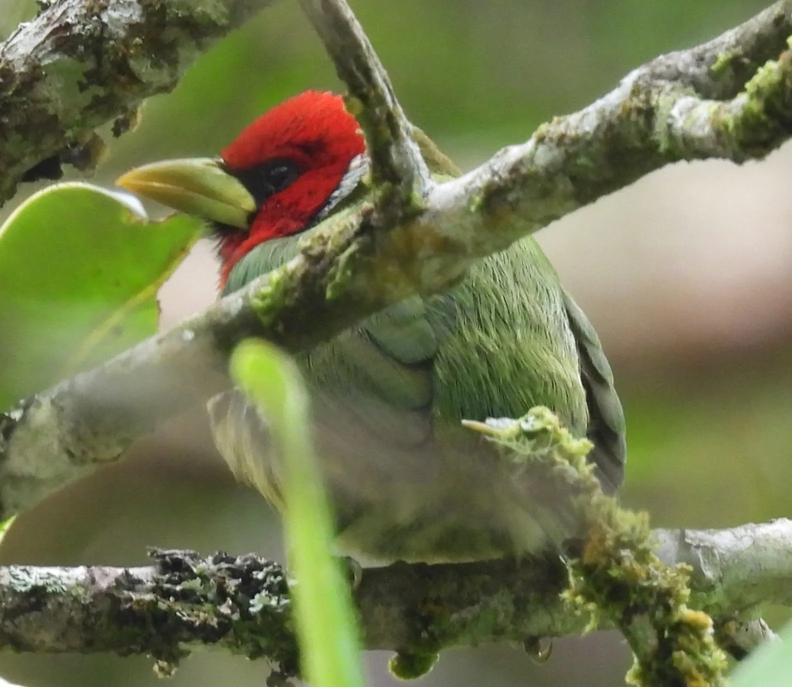 Small bird, the Red-headed Barbet