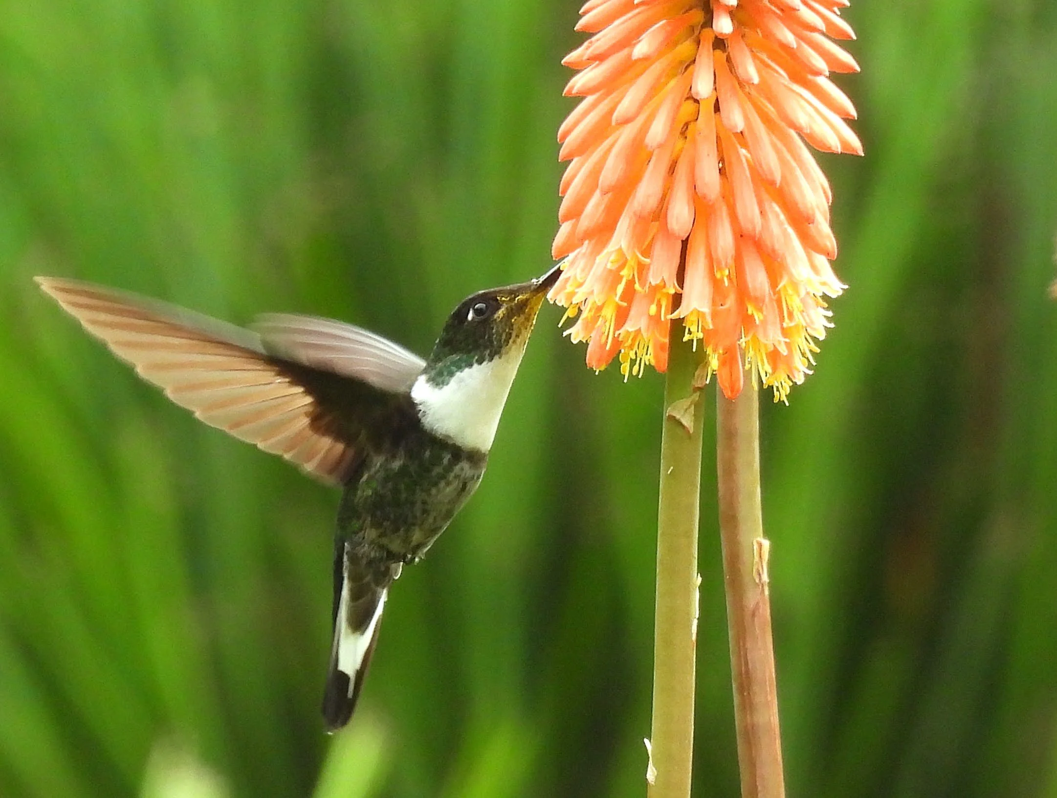 white-bellied woodstar bird collecting nectar