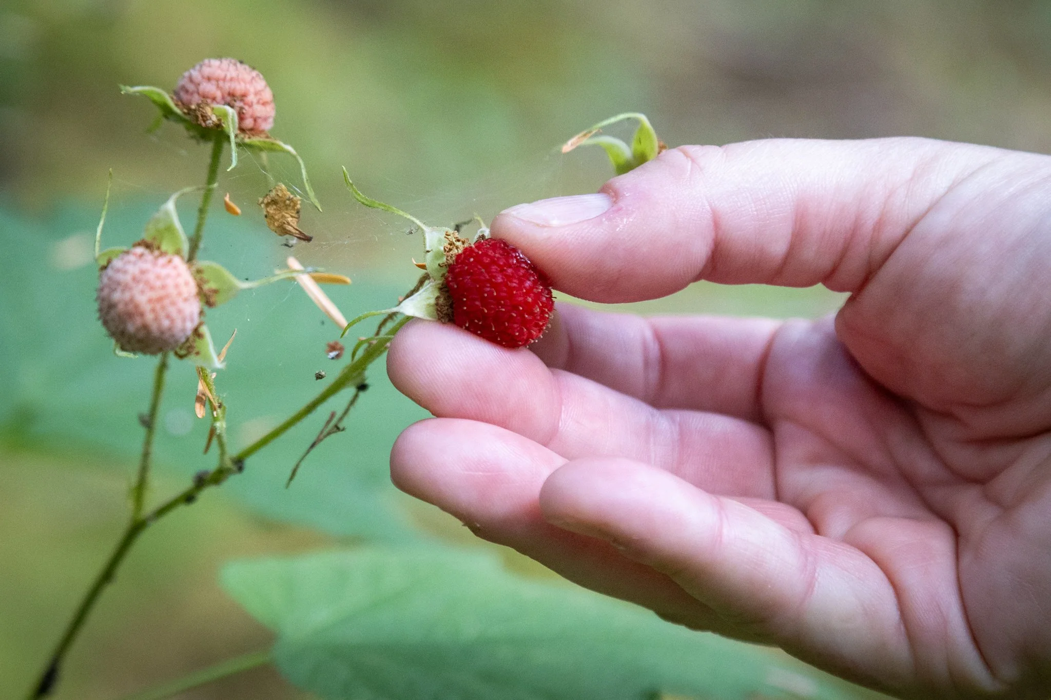 Thimbleberries!