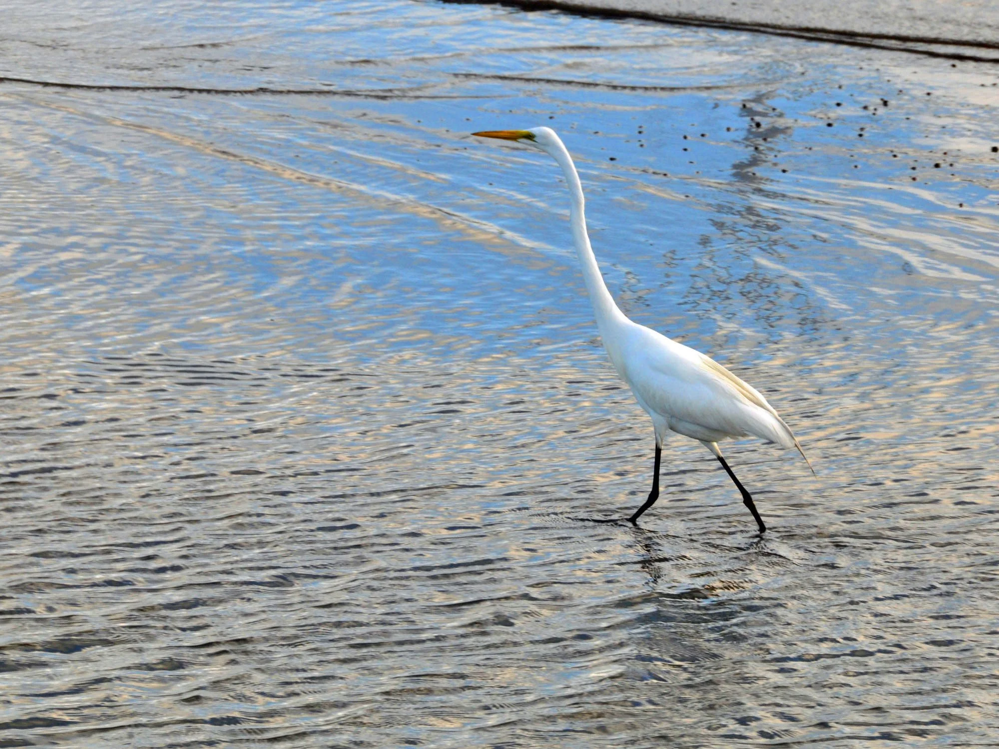 Hughes Event Rentals Charleston Event Rentals