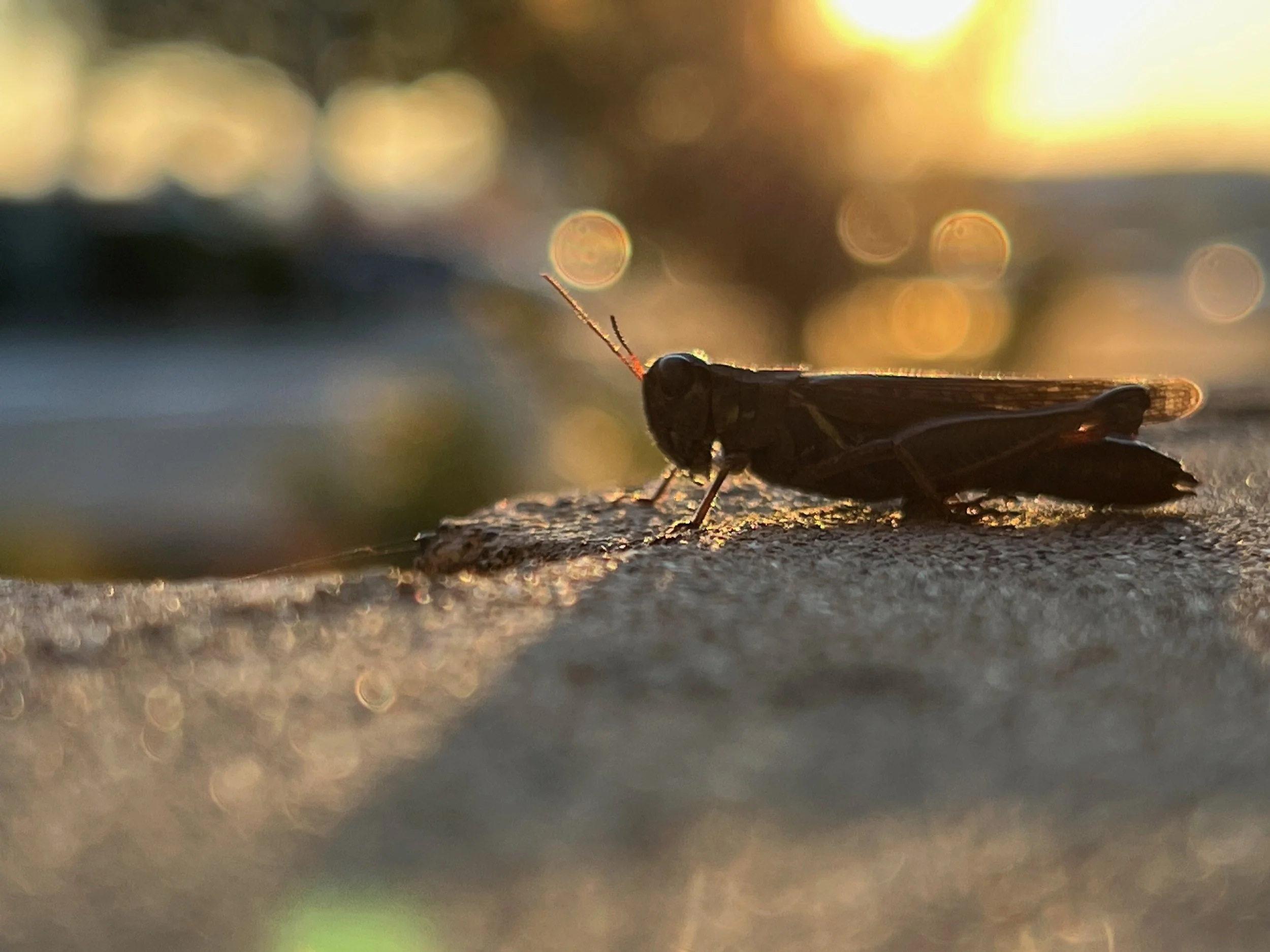 Clackamas Town Center Grasshopper. 