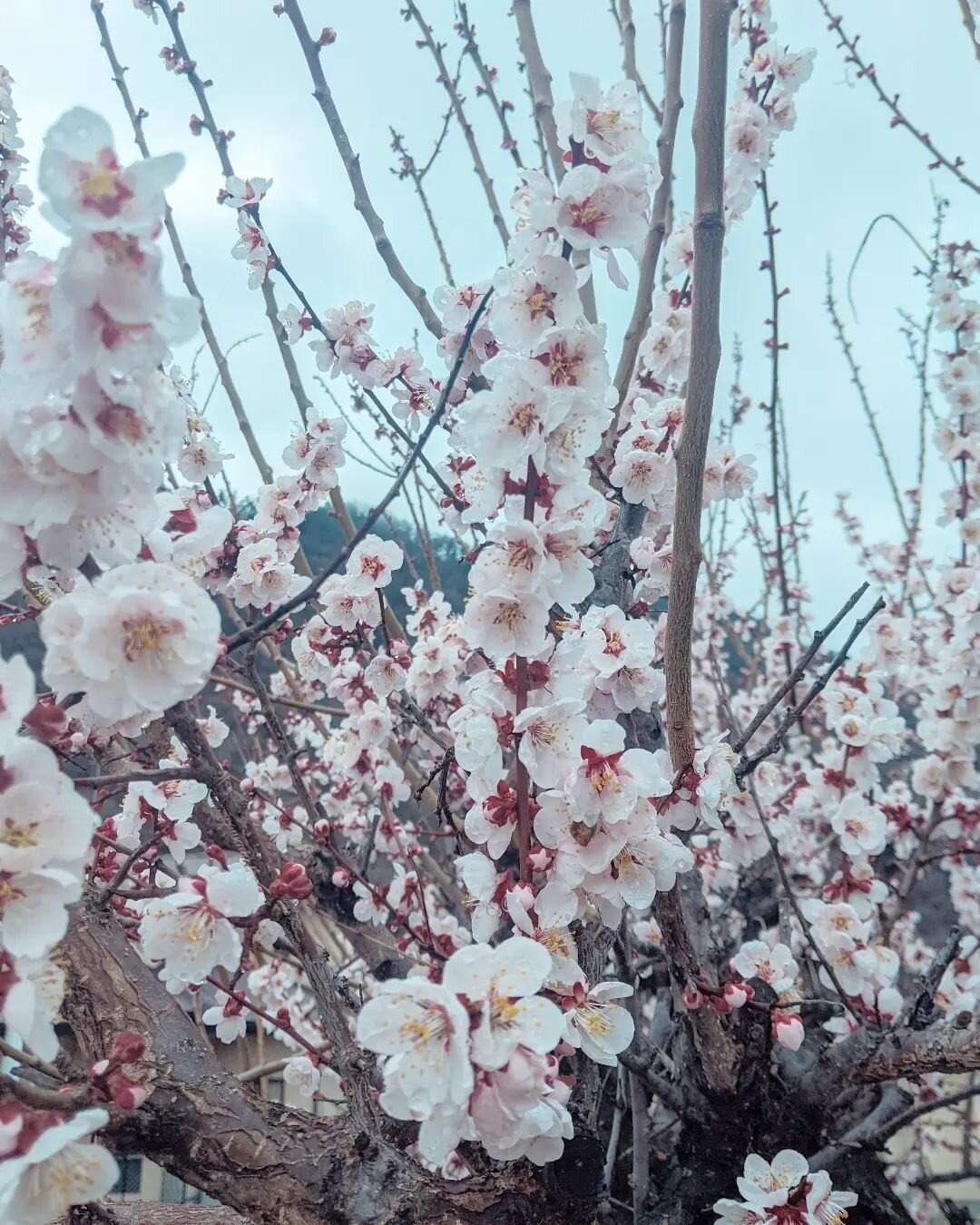 that time of year...

#sakura #cherryblossom #桜 #hanami #花見 #spring #春 #japan #snowcountrystoriesjapan #snowcounteystories