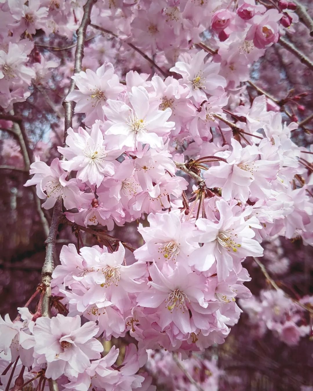 happy days

#sakura #桜