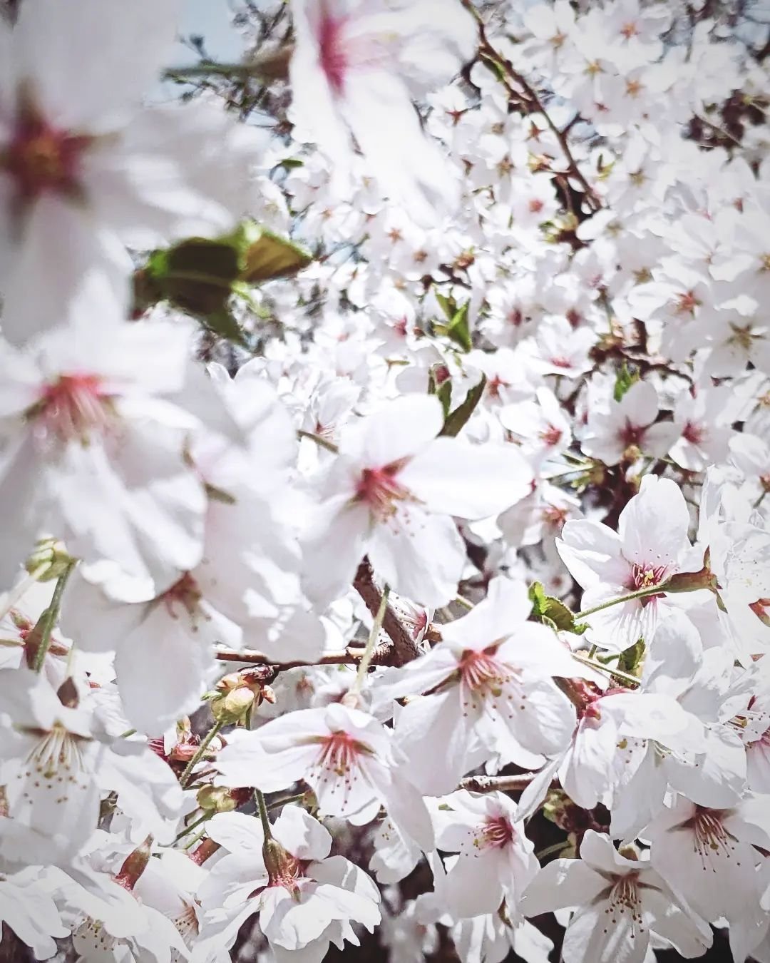 blossoms upon blossoms 

#cherryblossom #sakura #桜