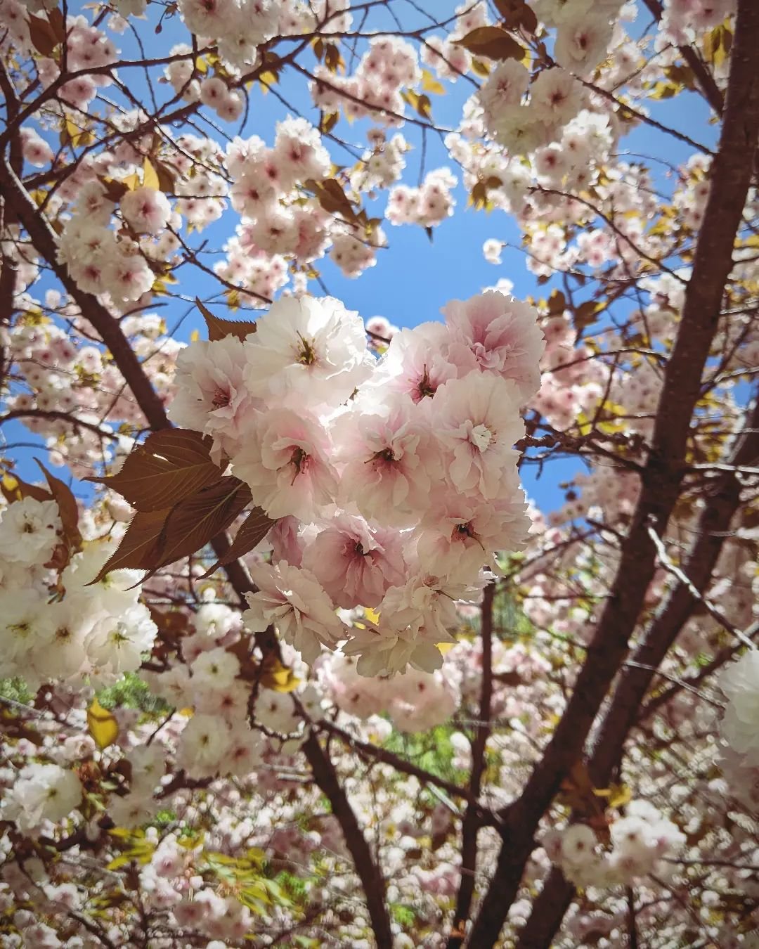 Last of the blossoms. I personally think that the mountain blossoms, known as 'yamazakura' in Japanese are more beautiful than the classic 'yoshino' cherry blossom. Thoughts?

#cherryblossom #sakura #yamazakura #桜 #山桜 #hanami #花見