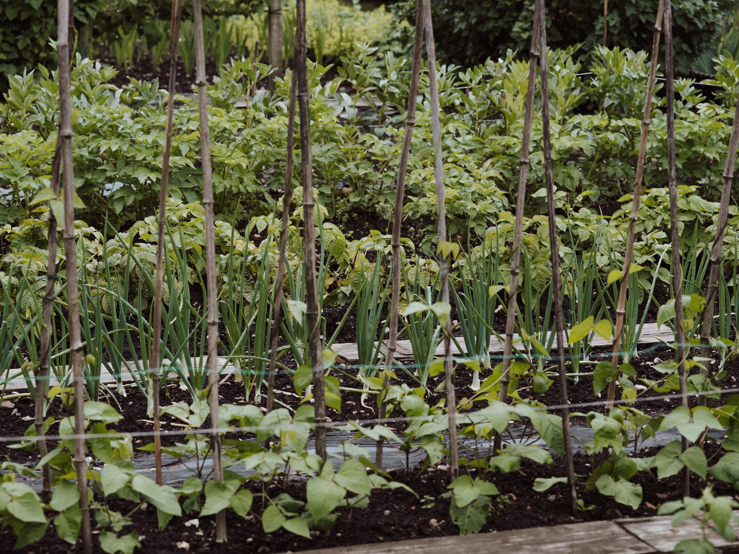 Companion Planting