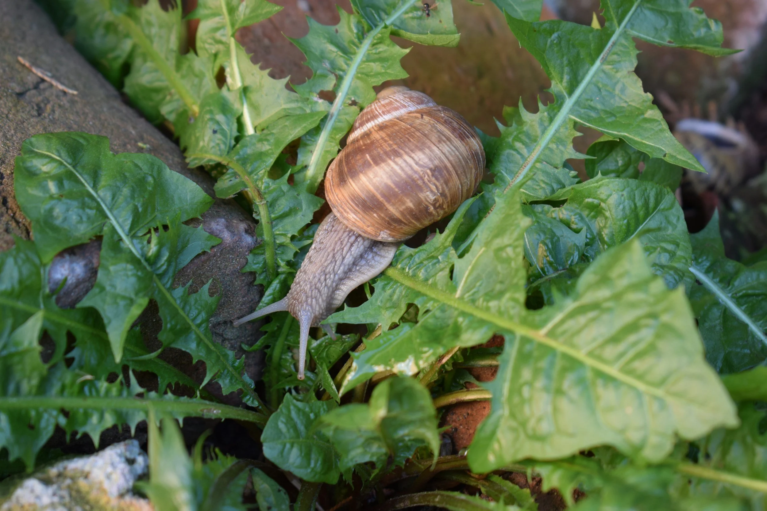 The snail plague - and what we can do about it
