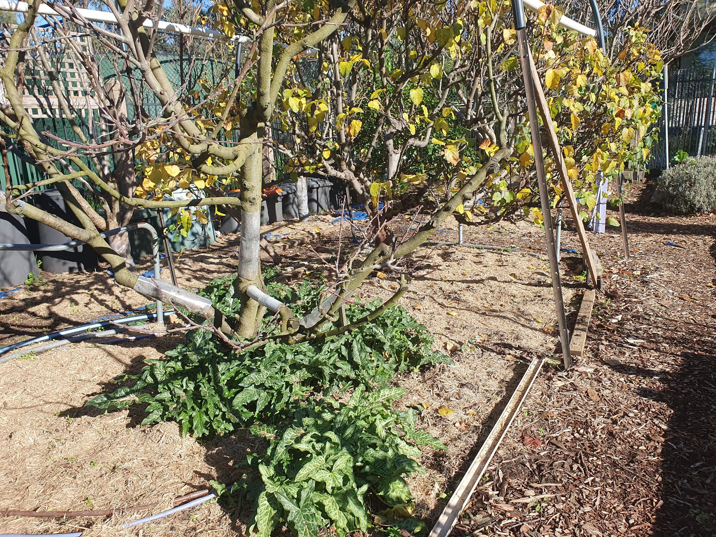 Winter Orchard Jobs Done and Dusted!