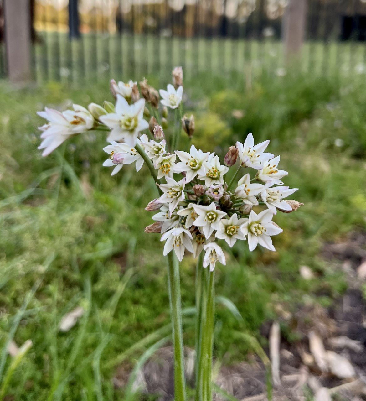 Good Gardening Hints and Tips - Onion Weed