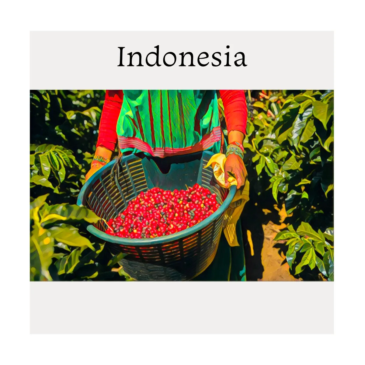 Silipo Specialty Coffee Beans — Silipo Coffee. Gold Coast Roasted