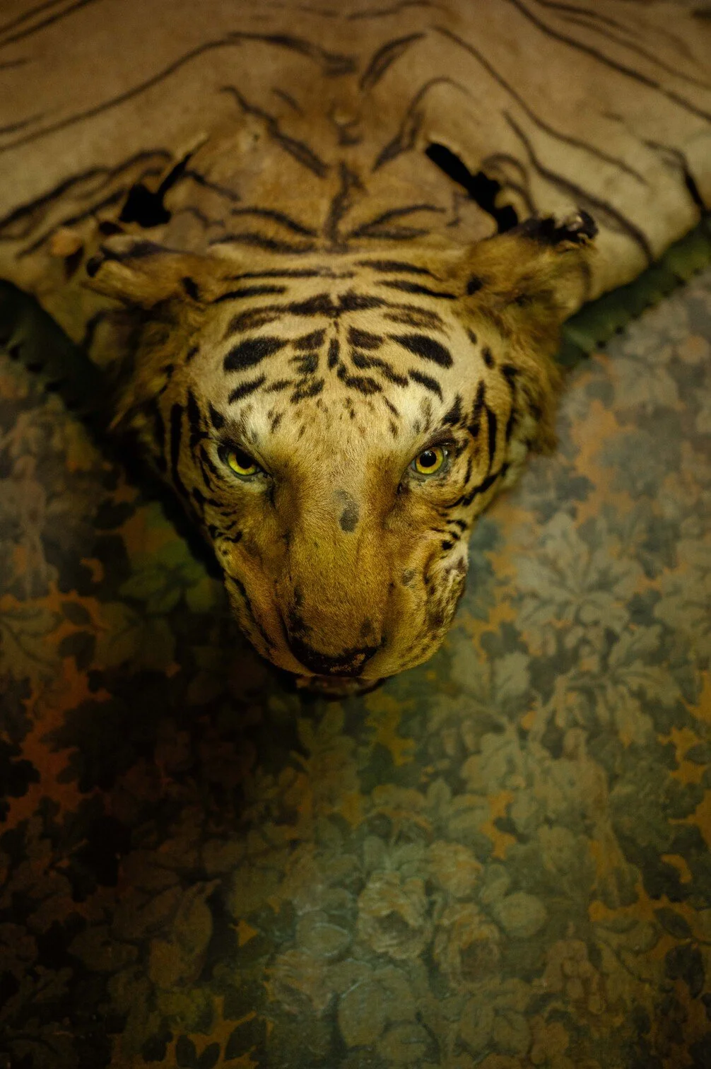 Close-up van een tijger die op de grond ligt, met een patroon van zwart en oranje vlekken gefotografeerd door Eric van den Elsen.