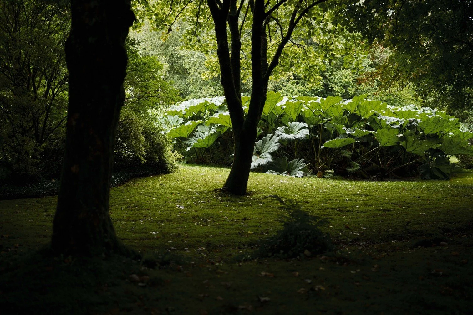 Twee bomen in een groene tuin met grote bladeren en een grasveld gefotografeerd door Eric van den Elsen.
