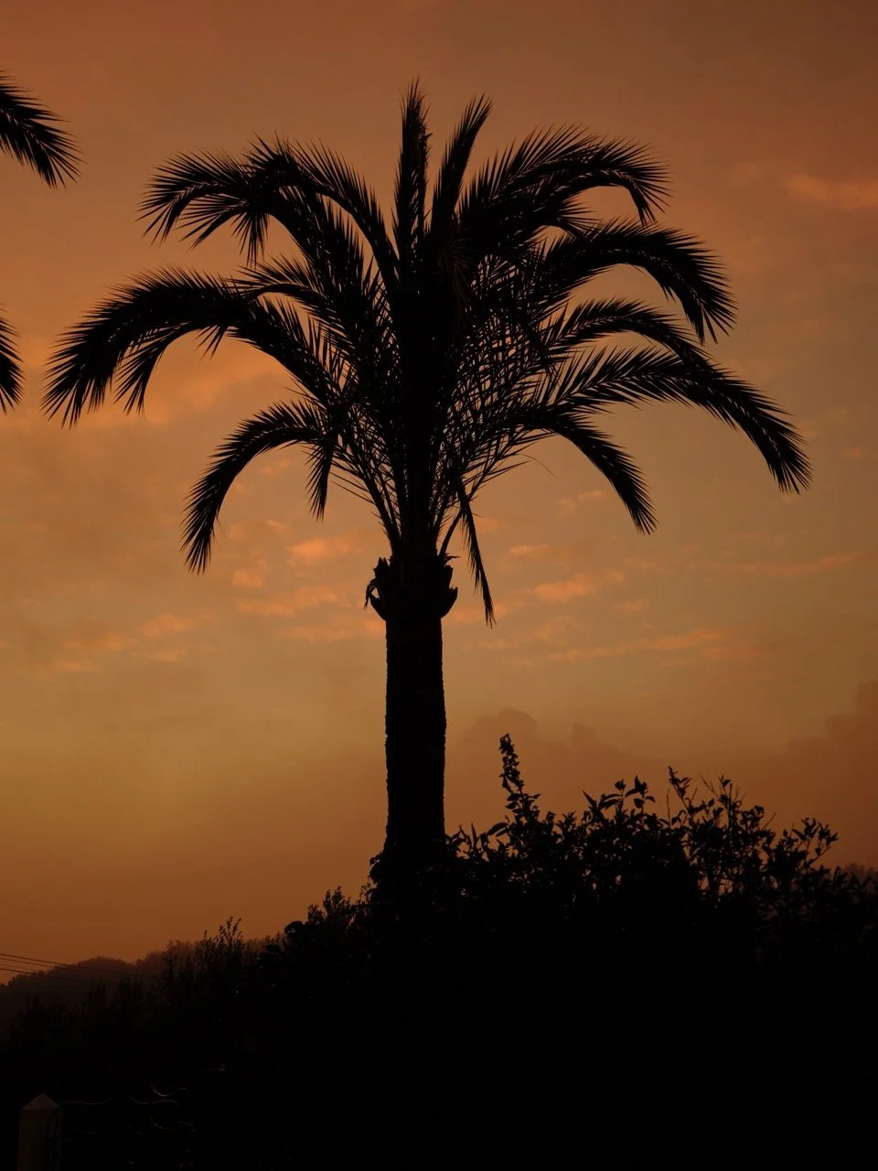 Silhouette van een palmboom tegen een oranje sunset hemel gefotografeerd door Eric van den Elsen voor Josephine & Co.