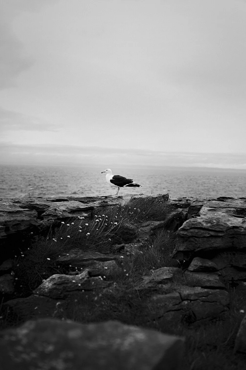 Zeevogel zittend op rotsen aan de kust, uitzicht op zee, zwart-wit foto gefotografeerd door Eric van den Elsen.