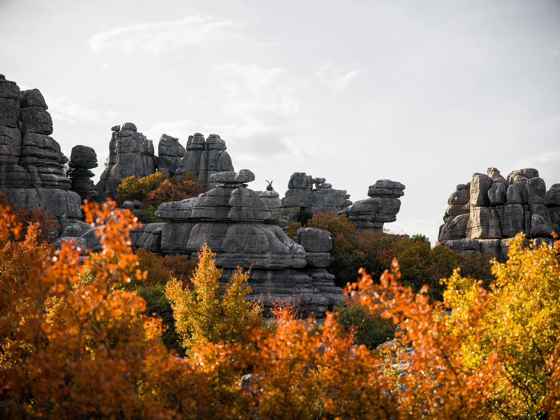 Tierfotografie El Torcal de Antequera