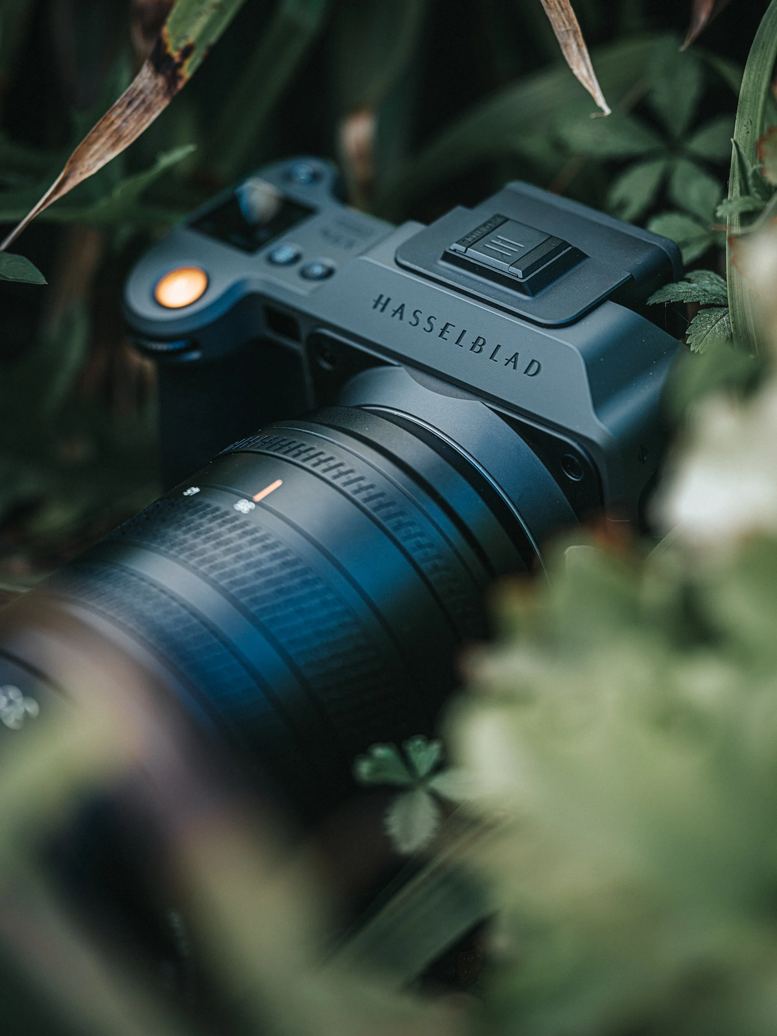 Photograph of a Hasselblad camera hidden between plants.