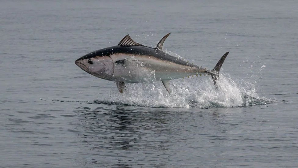 Tuna now off the Devon coast!
