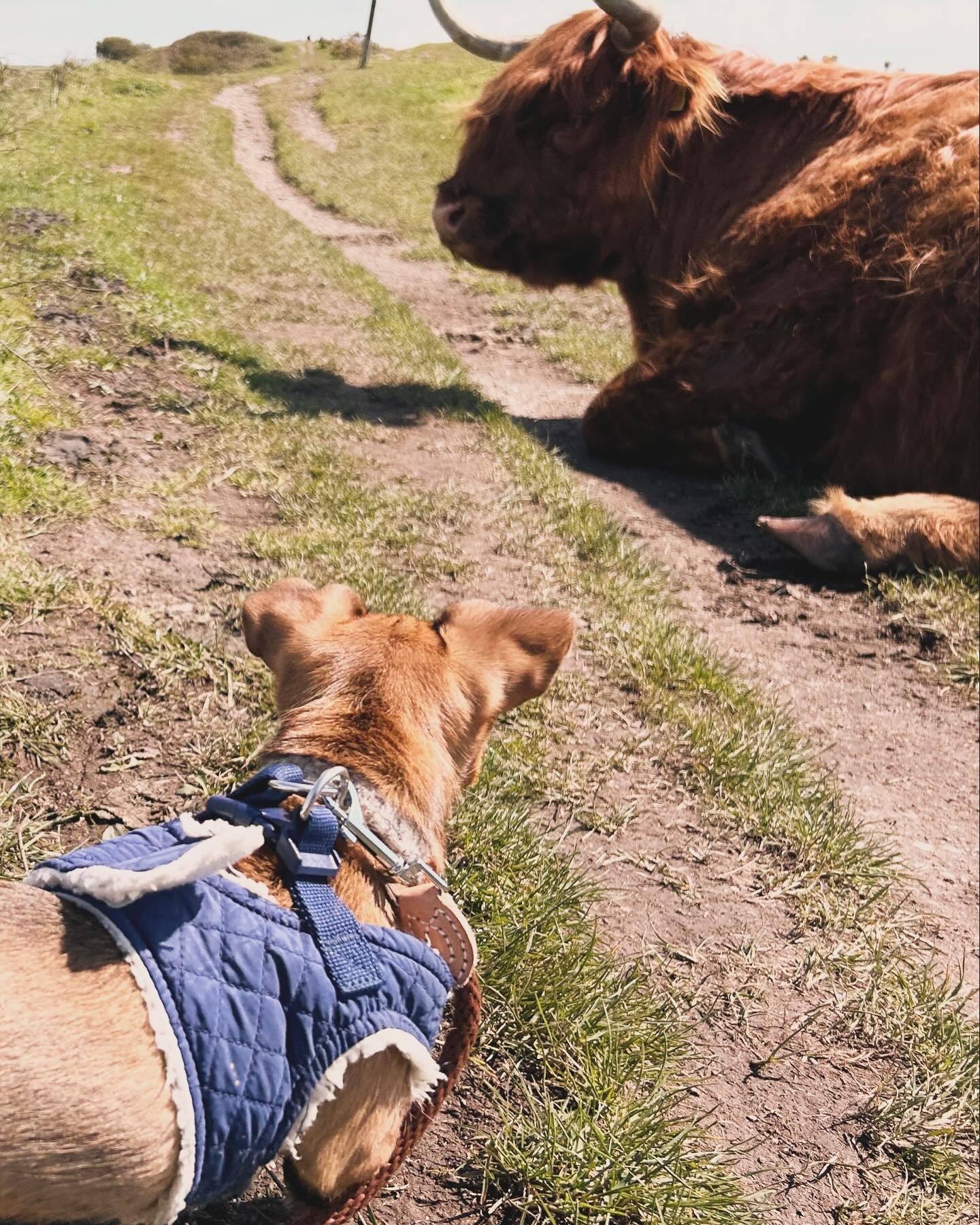 Little and Large. Possibly the most laid back cattle you&rsquo;ll ever meet on the Bolberry / Soar coastal path.

#bolberry #soarmillcove #highlandcattle #devon #dog
